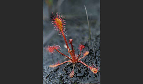 Langblättriger Sonnentau (Drosera longifolia)