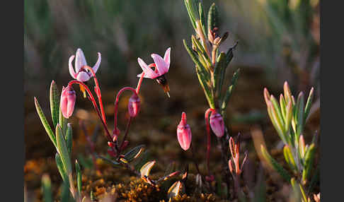 Gewöhnliche Moosbeere (Vaccinium oxycoccos)