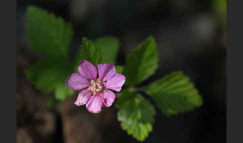 Allackerbeere (Rubus arcticus)