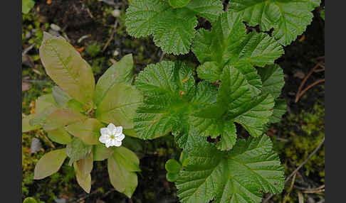 Europäischer Siebenstern (Trientalis europaea)