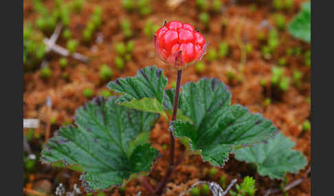 Moltebeere (Rubus chamaemorus)