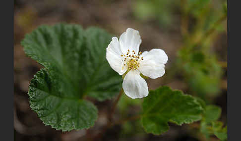 Moltebeere (Rubus chamaemorus)