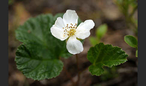 Moltebeere (Rubus chamaemorus)