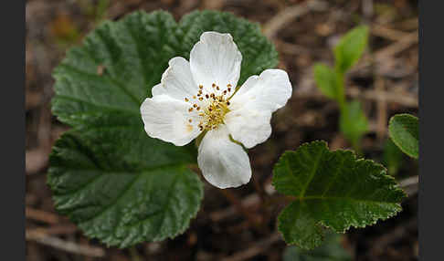 Moltebeere (Rubus chamaemorus)