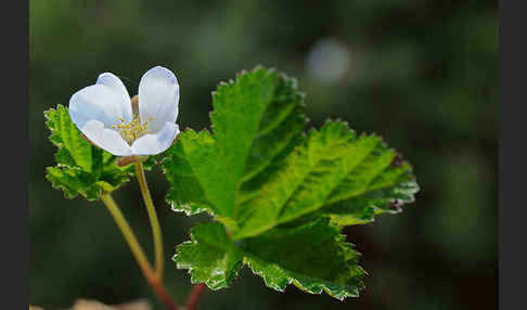 Moltebeere (Rubus chamaemorus)