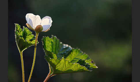 Moltebeere (Rubus chamaemorus)