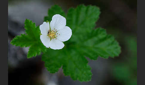 Moltebeere (Rubus chamaemorus)