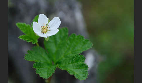 Moltebeere (Rubus chamaemorus)