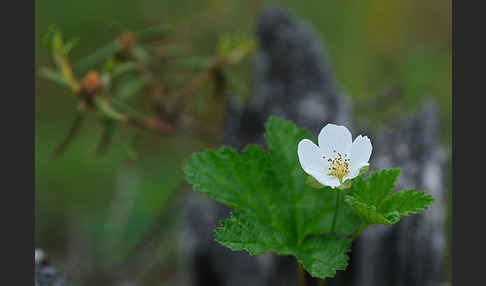 Moltebeere (Rubus chamaemorus)