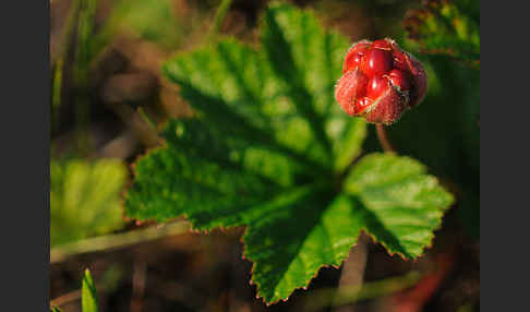 Moltebeere (Rubus chamaemorus)