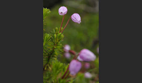 Moosheide (Phyllodoce caerulea)