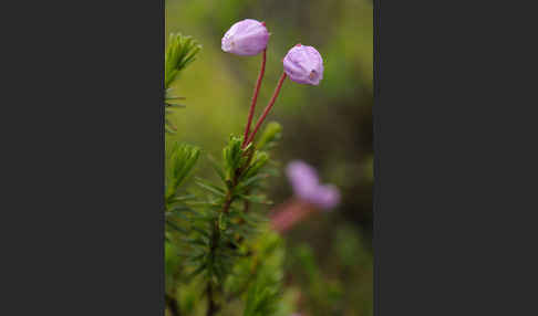 Moosheide (Phyllodoce caerulea)