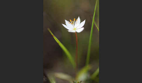 Europäischer Siebenstern (Trientalis europaea)