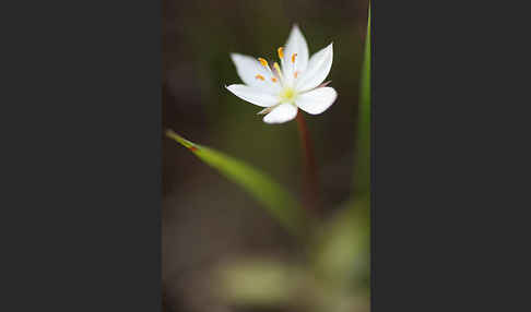 Europäischer Siebenstern (Trientalis europaea)