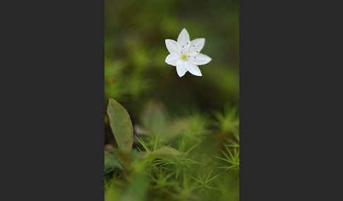 Europäischer Siebenstern (Trientalis europaea)