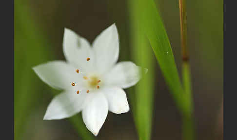 Europäischer Siebenstern (Trientalis europaea)