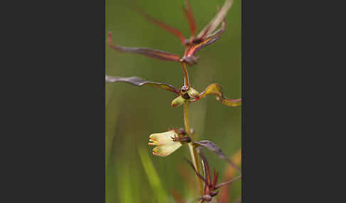 Wald-Wachtelweizen (Melampyrum sylvaticum)