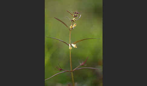 Wald-Wachtelweizen (Melampyrum sylvaticum)