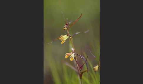 Wald-Wachtelweizen (Melampyrum sylvaticum)