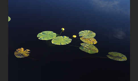 Gelbe Teichrose (Nuphar lutea)