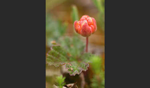 Moltebeere (Rubus chamaemorus)