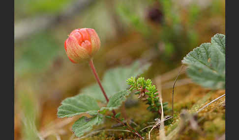 Moltebeere (Rubus chamaemorus)