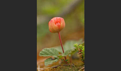 Moltebeere (Rubus chamaemorus)