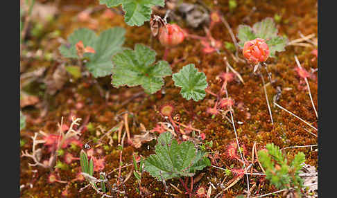 Moltebeere (Rubus chamaemorus)