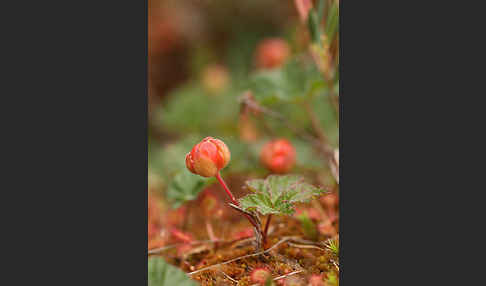 Moltebeere (Rubus chamaemorus)