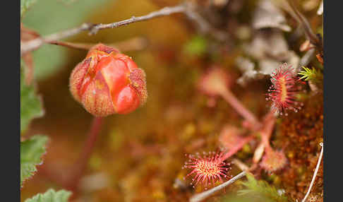 Moltebeere (Rubus chamaemorus)