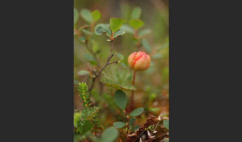 Moltebeere (Rubus chamaemorus)