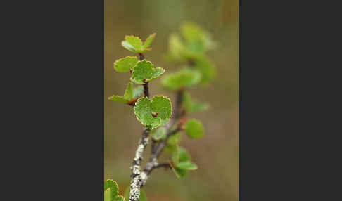 Zwerg-Birke (Betula nana)