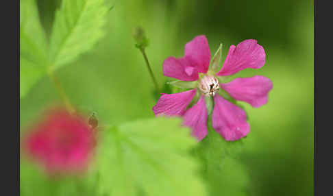 Allackerbeere (Rubus arcticus)