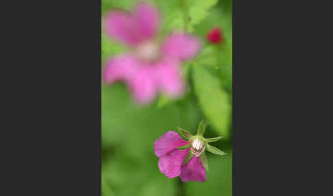 Allackerbeere (Rubus arcticus)