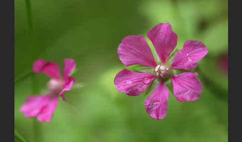 Allackerbeere (Rubus arcticus)