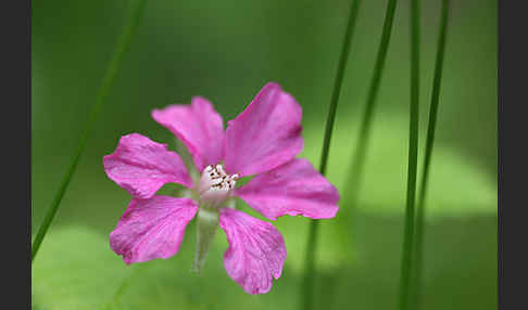 Allackerbeere (Rubus arcticus)