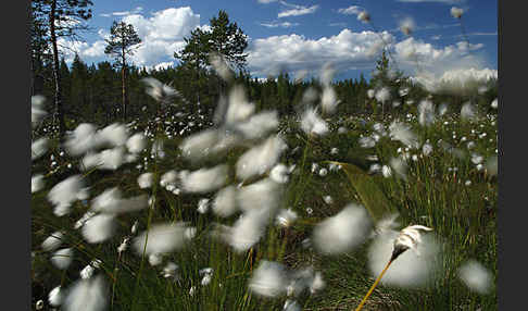 Finnland (Finland)