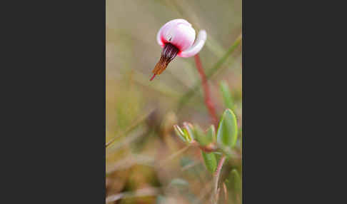 Gewöhnliche Moosbeere (Vaccinium oxycoccos)