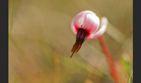 Gewöhnliche Moosbeere (Vaccinium oxycoccos)