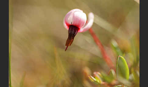 Gewöhnliche Moosbeere (Vaccinium oxycoccos)