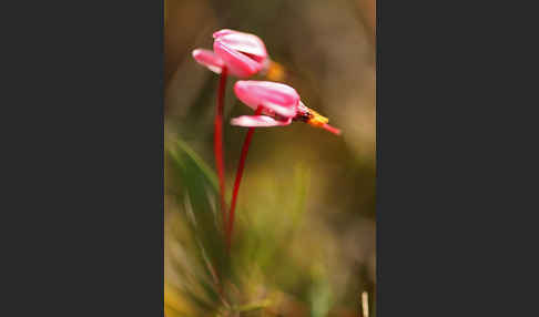 Gewöhnliche Moosbeere (Vaccinium oxycoccos)