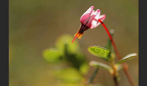 Gewöhnliche Moosbeere (Vaccinium oxycoccos)