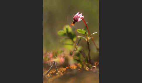 Gewöhnliche Moosbeere (Vaccinium oxycoccos)