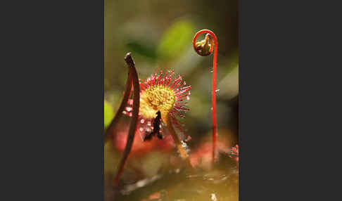 Rundblättriger Sonnentau (Drosera rotundifolia)