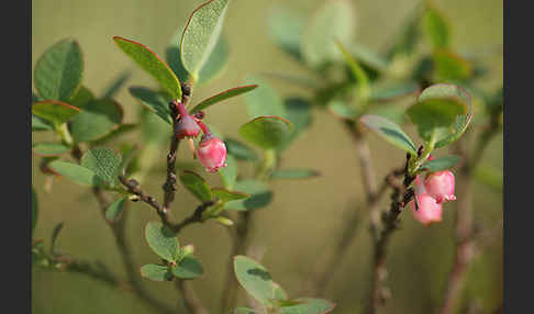 Rauschbeere (Vaccinium uliginosum)