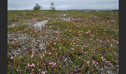 Rosmarinheide (Andromeda polifolia)