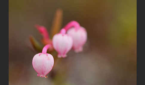 Rosmarinheide (Andromeda polifolia)