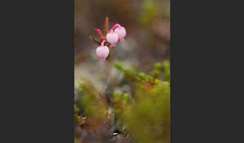 Rosmarinheide (Andromeda polifolia)