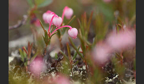 Rosmarinheide (Andromeda polifolia)