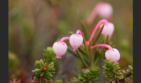 Rosmarinheide (Andromeda polifolia)